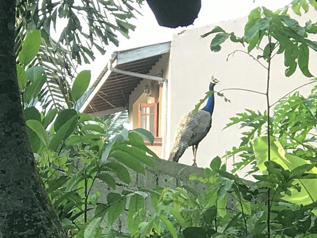 Mount Nature Villa Hikkaduwa Ruang foto