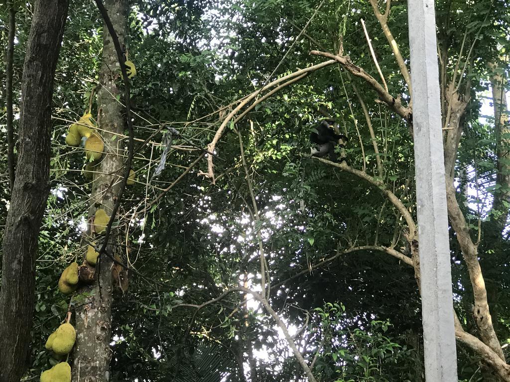 Mount Nature Villa Hikkaduwa Ruang foto